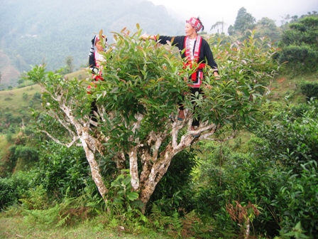 Hạt giống hoa, hoa treo, dạ yến thảo, hoa treo ban công, hạt giống hoa oải hương, bán hạt giống hoa oải hương, hat giong hoa oai huong, hạt giống  chất lượng cao, hat giong hoa , hat giong hoa chat luong cao, hoa trong tham, hoa trong chau,